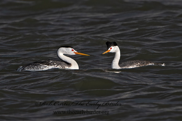 Aechmorphorus clarkii  CLARK'S GREBE 3037172z