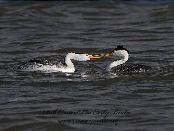 Aechmorphorus clarkii  CLARK'S GREBE 3037148z