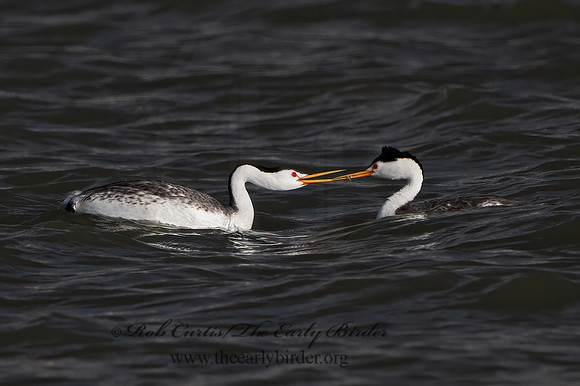 Aechmorphorus clarkii  CLARK'S GREBE 3037164z
