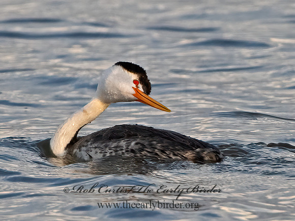 Aechmorphorus clarkii  CLARK'S GREBE 3037193z