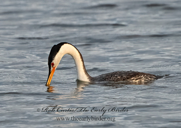 Aechmorphorus clarkii  CLARK'S GREBE 3037203z