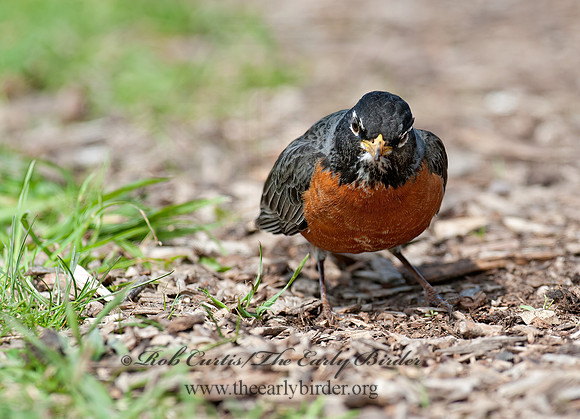 Turdus migratorius  AMERICAN ROBIN 8035311z