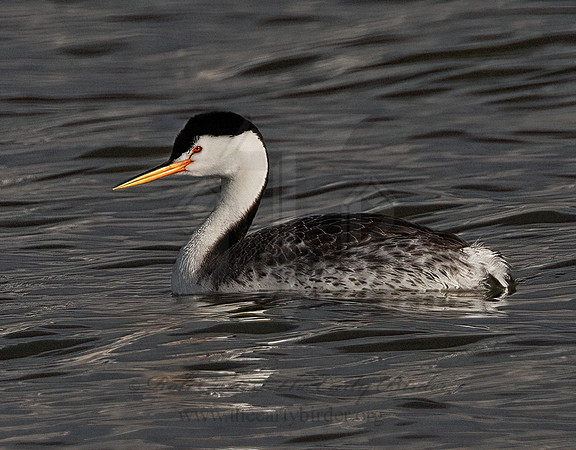 Aechmorphorus clarkii  CLARK'S GREBE 3037129z