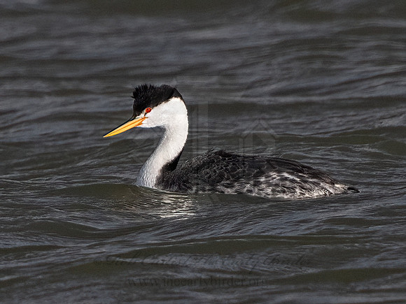 Aechmorphorus clarkii  CLARK'S GREBE 3037137z