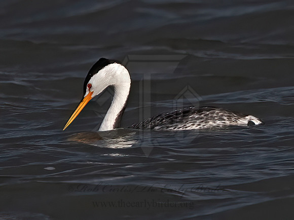 Aechmorphorus clarkii  CLARK'S GREBE 3037184z