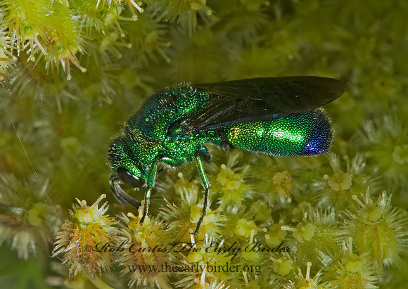 Chrysis angolensis 5001236z