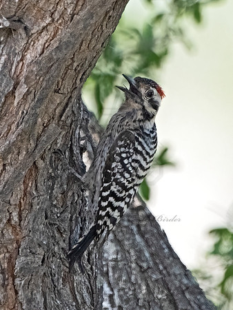 Dryobates scalaris  LADDER-BACKED WOODPECKER 3032301z