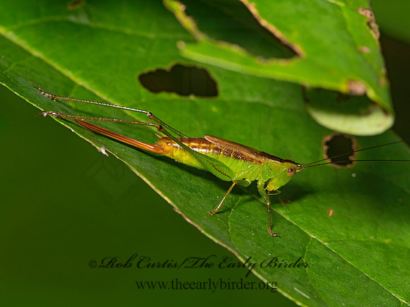 Conocephalus brevipennis  3026099z