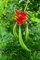 Campsis radicans  TRUMPET VINE 26334z