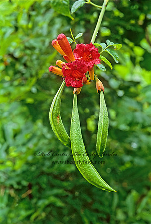 Campsis radicans  TRUMPET VINE 26334z