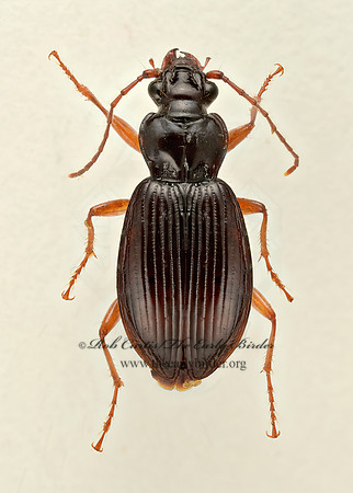 Patrobus longicornis~ 9017358z