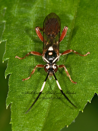 Cratichneumon  WHITE-SPOT RED ICHNEUMON WASP 3013578z