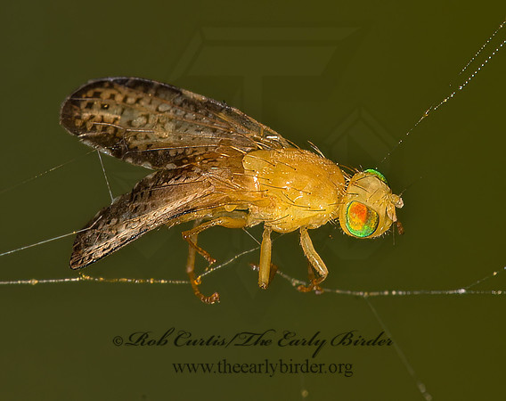 Icterica seriata  FRUIT FLY 9052867z