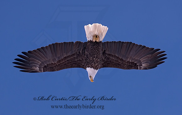Haliaeetus leucocephalus  BALD EAGLE 6020211z