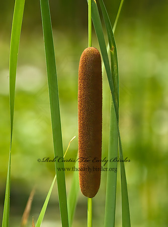 Typha angustifolia  NARROW-LEAVED CATTAIL 5009448z