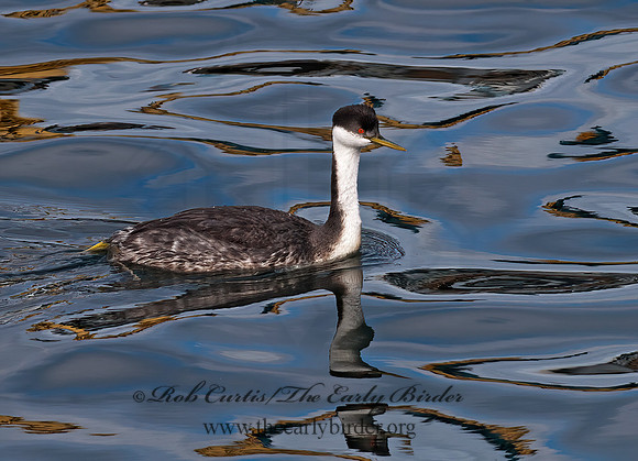 Aechmophorus occidentalis  WESTERN GREBE 7017579z