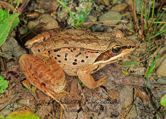 Lithobates sylvatica  WOOD FROG 207322 z