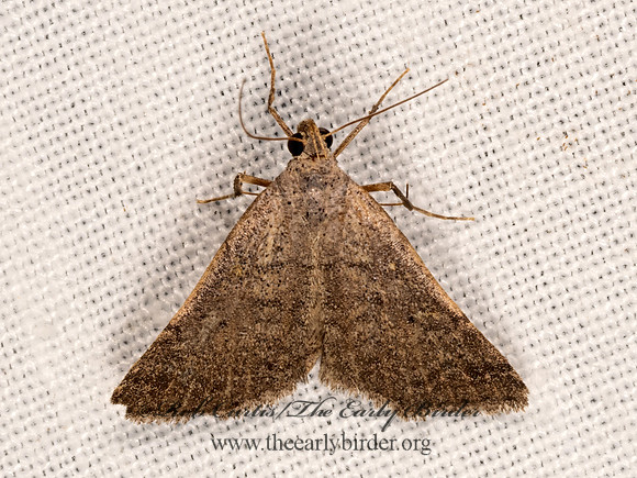 Bleptina flaviguttalis.~  LITTER MOTH 3036491z