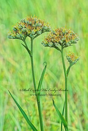Lachnanthes caroliniana  CAROLINA REDROOT 262332z