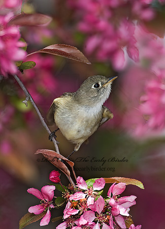 Empidonax minimus  LEAST FLYCATCHER 8003613z