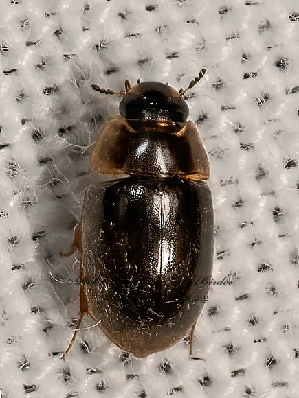 Enochrus  WATER SCAVENGER BEETLE 3041792z