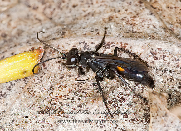 Anoplius marginatus grp  POMPILINI SPIDER WASP 6015371z