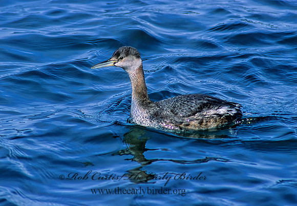 Podiceps grisigena  RED-NECKED GREBE 219030z