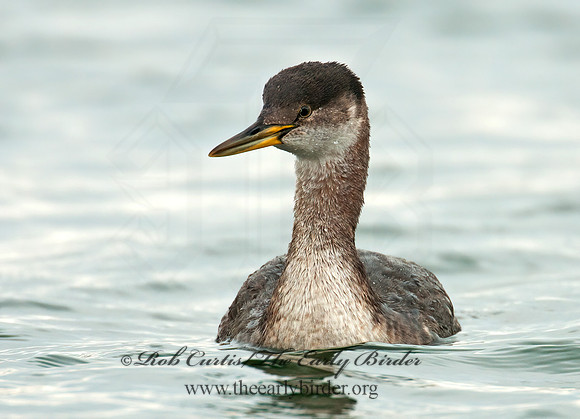 Podiceps grisigena  RED-NECKED GREBE 3010654z