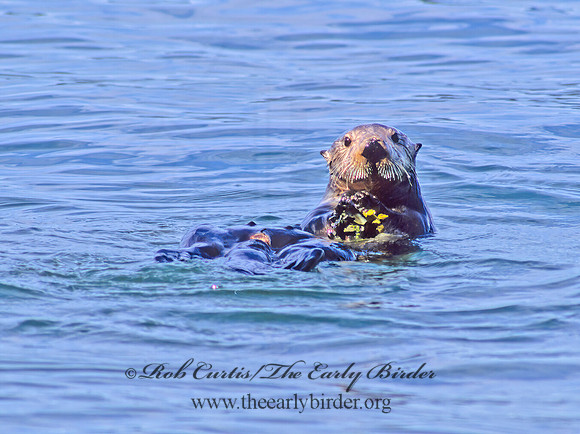 Enhydra lutris kenyoni  NORTHERN SEA OTTER 229829z