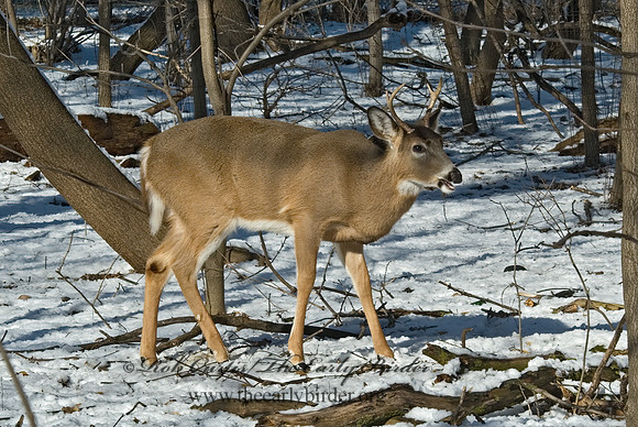 Odocoileus virginianus  WHITE-TAILED DEER 5017718z
