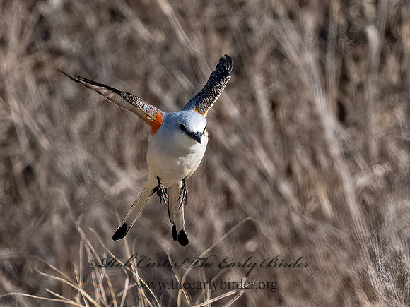 Tyrannus forficatus  SCISSOR-TAILED FLYCATCHER 3032978z