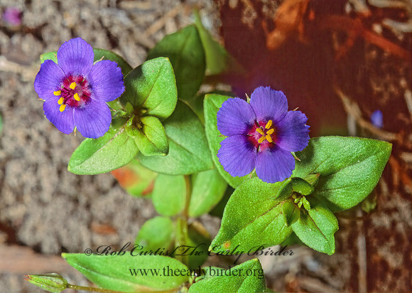 Anagallis arvensis  SCARLET PIMPERNIL 49528z