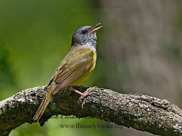 Geothlypis philadelphia  MOURNING WARBLER 3021485z