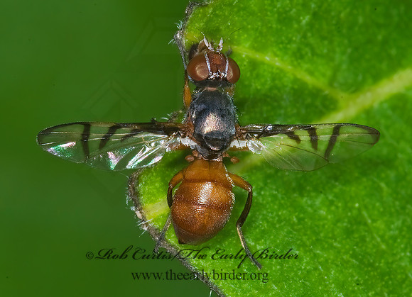 Rivellia quadrifasciata~  SOYBEAN NODULEL FLY 6012960z