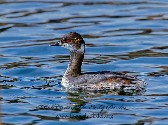 Podiceps nigricollis  EARED GREBE 1280302z