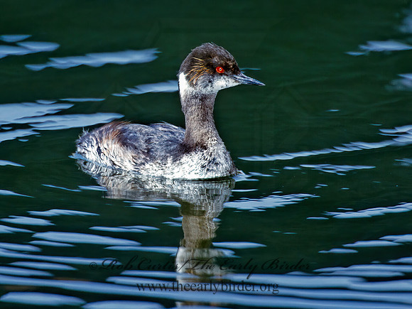 Podiceps nigricollis  EARED GREBE 1280236z