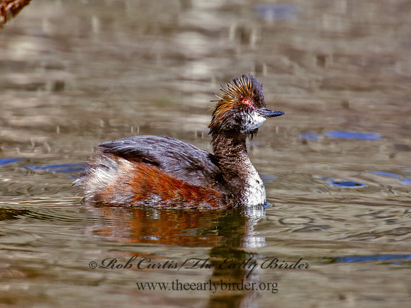 Podiceps nigricollis  EARED GREBE 1281425z
