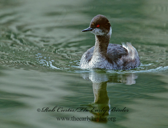 Podiceps nigricollis  EARED GREBE 1279736z