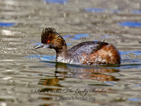 Podiceps nigricollis  EARED GREBE 1281433z