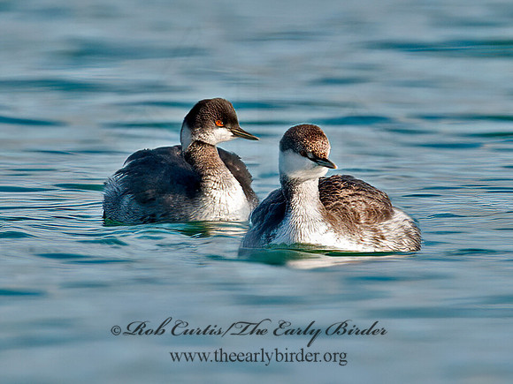 Podiceps nigricollis  EARED GREBE 8032099z