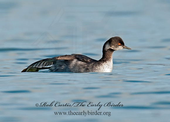 Podiceps nigricollis  EARED GREBE 8032092z