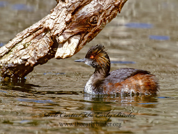 Podiceps nigricollis  EARED GREBE 1281504z