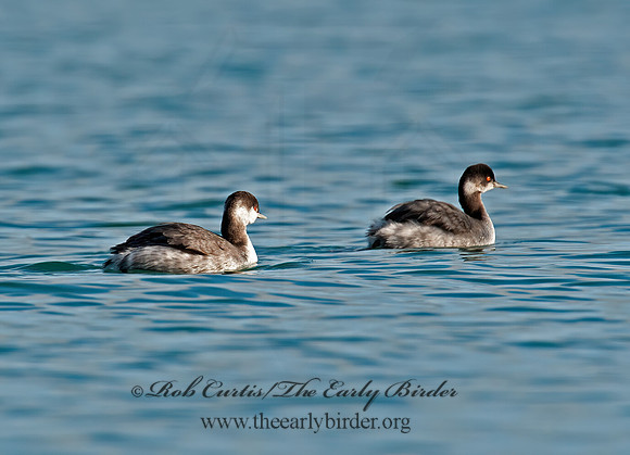 Podiceps nigricollis  EARED GREBE 8032103z
