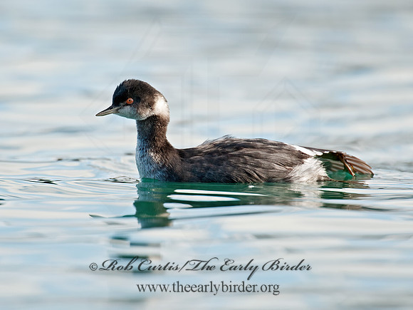 Podiceps nigricollis  EARED GREBE 8032104z