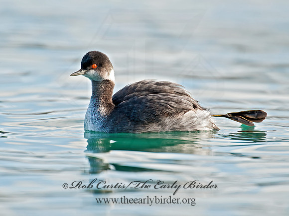 Podiceps nigricollis  EARED GREBE 8032105z