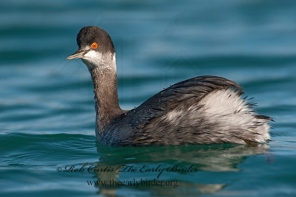 Podiceps nigricollis  EARED GREBE 8032116z