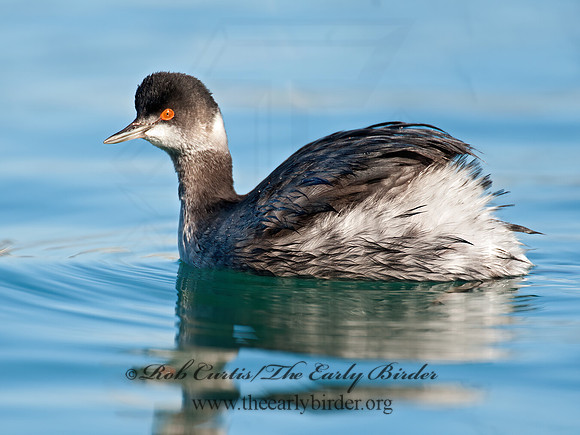 Podiceps nigricollis  EARED GREBE 8032139z