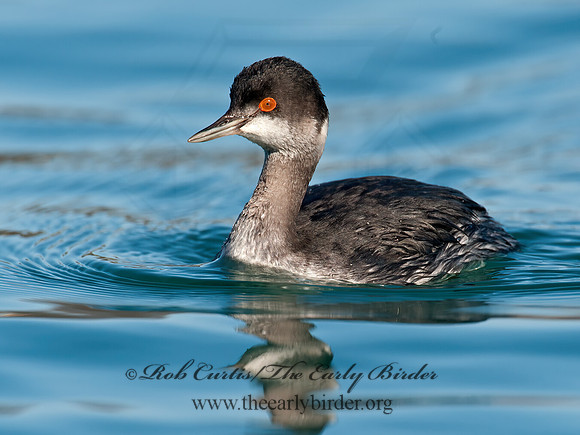 Podiceps nigricollis  EARED GREBE 8032141z