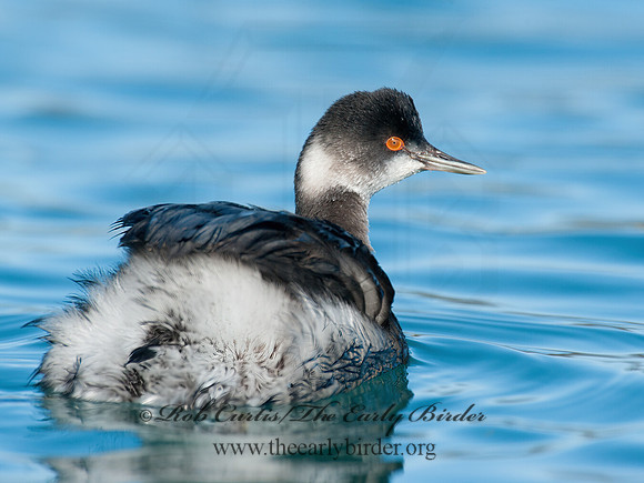 Podiceps nigricollis  EARED GREBE 8032143z