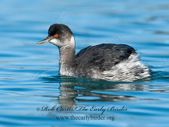 Podiceps nigricollis  EARED GREBE 8032148z